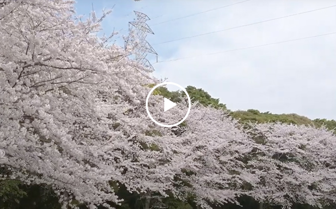 響灘緑地・高塔山の満開桜
